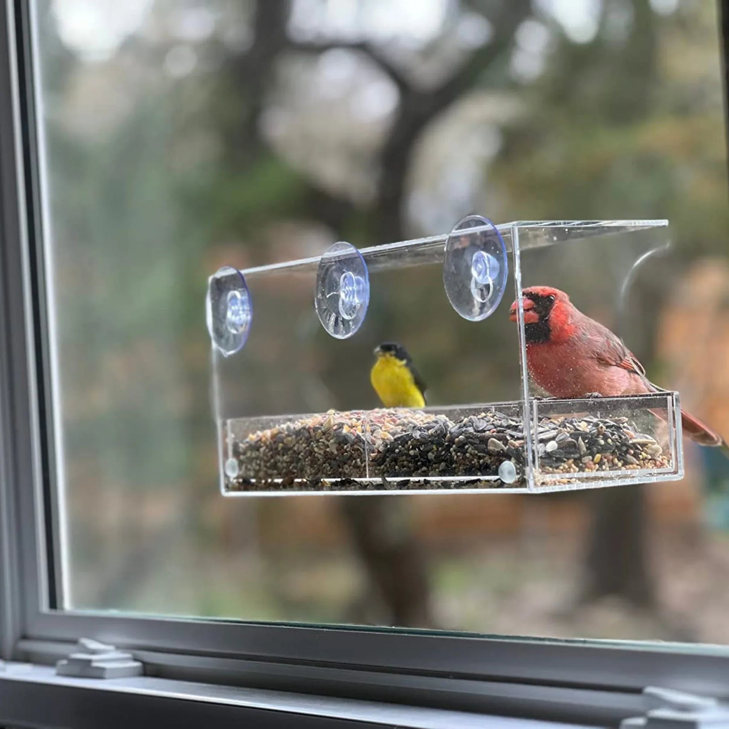 Window Bird Feeder with Strong Suction Cups and Seed Tray